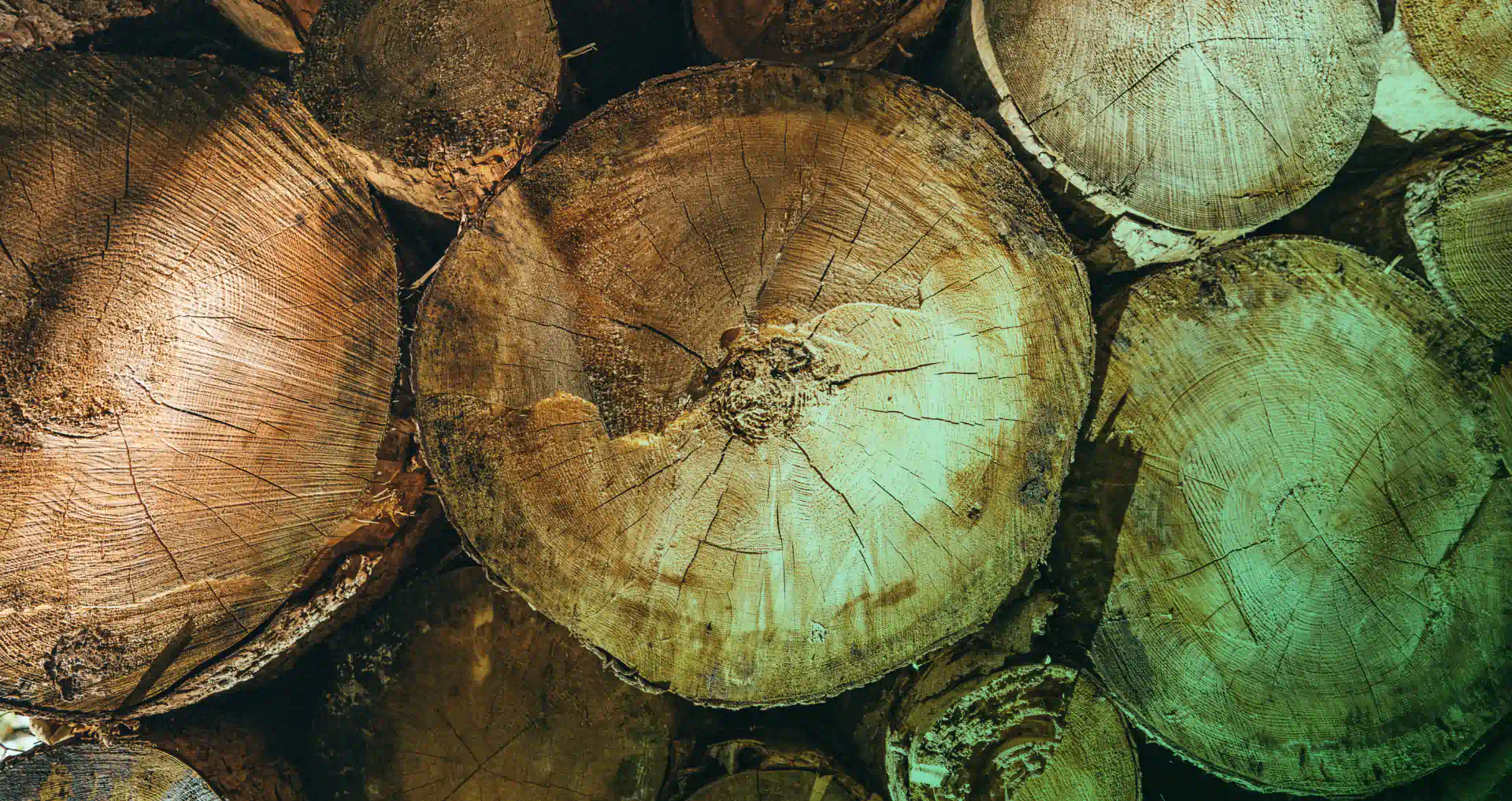 tree stump group closeup