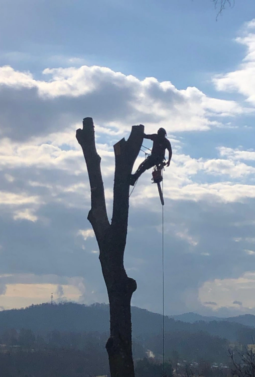 worker cutting a tree without leaves with a sky at the back