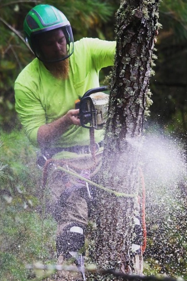worker with a green tshirt and a green helmet cutting a tree