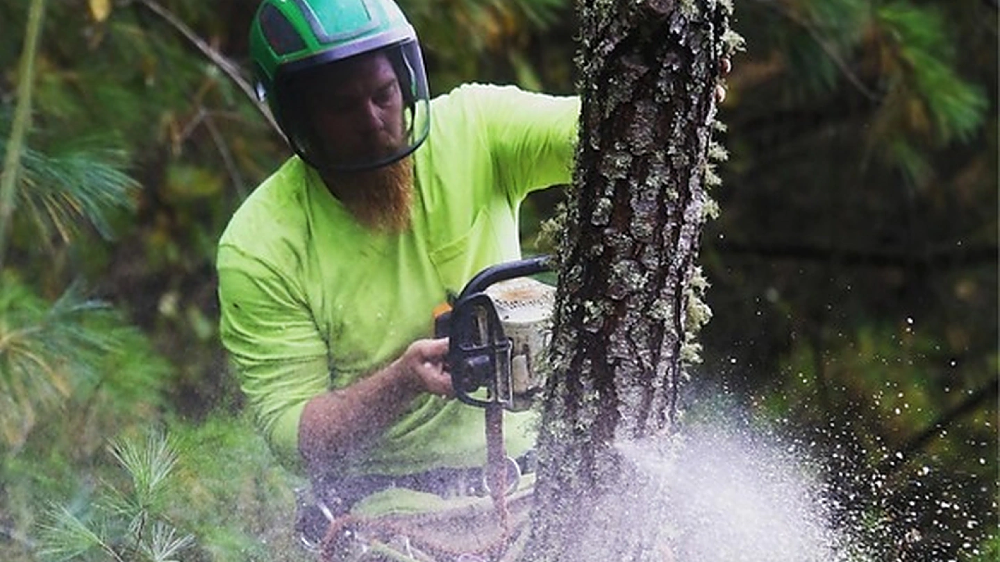 arborist doing a tree trimming